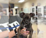 Small #4 Boston Terrier Mix