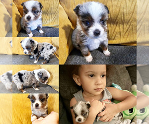 Miniature Australian Shepherd Puppy for sale in BROOKER, FL, USA