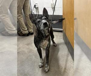 Holland Shepherd-Unknown Mix Dogs for adoption in Forestville, MD, USA