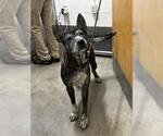 *GRETA - Female Holland Shepherd-Unknown Mix Dog for Adoption - Small photo