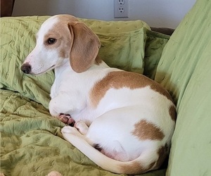 Father of the Dachshund puppies born on 05/03/2026