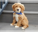 Small #4 Cockapoo
