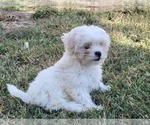 Small Photo #4 Zuchon Puppy For Sale in SHAWNEE, KS, USA