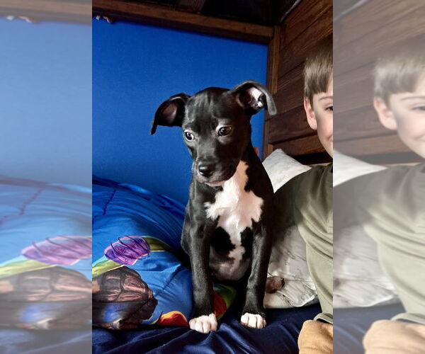 Medium Photo #3 Mutt Puppy For Sale in Mooresville, NC, USA