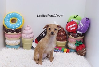 Wapoo Puppy for sale in LAS VEGAS, NV, USA