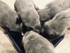 Small Photo #13 Australian Cattle Dog Puppy For Sale in PAHRUMP, NV, USA