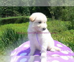Small #4 German Shepherd Dog