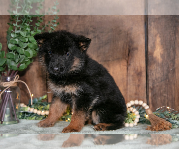 Medium Photo #3 German Shepherd Dog Puppy For Sale in MANTON, MI, USA