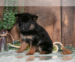 Small #2 German Shepherd Dog
