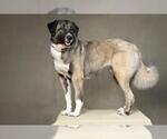 Small Anatolian Shepherd