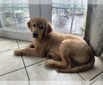 Small Photo #6 Golden Retriever Puppy For Sale in WOODBURN, OR, USA