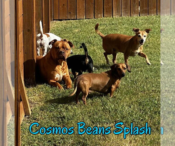 Medium Photo #15 Chiweenie Puppy For Sale in San Antonio, TX, USA
