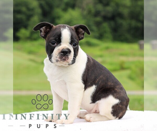 Medium Photo #1 Boston Terrier Puppy For Sale in MANHEIM, PA, USA