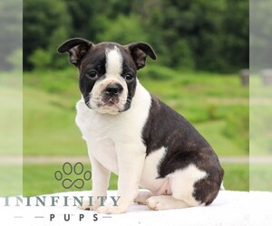 Boston Terrier Puppy for sale in MANHEIM, PA, USA