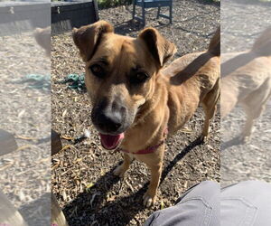 Scarlett - Female Labrador Retriever-Unknown Mix Dog for Adoption - Photo #8