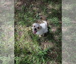 Small #3 Mutt