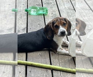 Medium Beagle