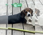 Puppy Mowgli Beagle