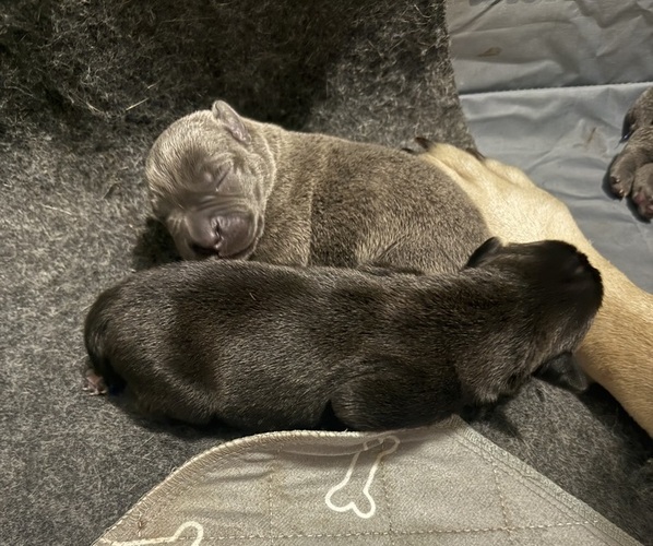 Medium Photo #1 Cane Corso Puppy For Sale in STUART, IA, USA