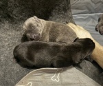 Puppy 5 Cane Corso
