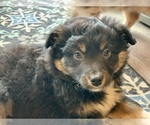 Small Photo #33 Miniature Australian Shepherd Puppy For Sale in BETHANY, IL, USA