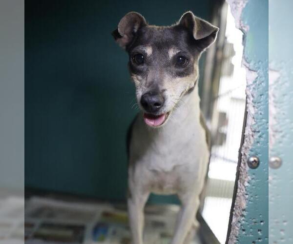 Medium Photo #1 Greyhound-Unknown Mix Puppy For Sale in San Antonio, TX, USA