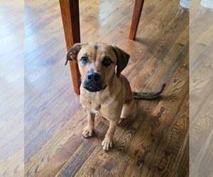 Mutt Dogs for adoption in Candler, NC, USA