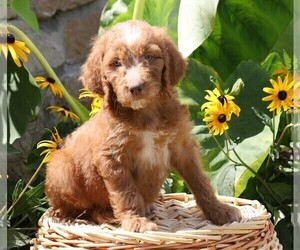 Goldendoodle-Poodle (Miniature) Mix Puppy for sale in FREDERICKSBG, OH, USA