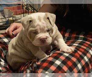 Olde English Bulldogge Puppy for sale in THOMPSON RDG, NY, USA