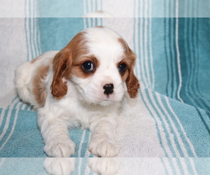 Cavalier King Charles Spaniel Puppy for sale in SHILOH, OH, USA