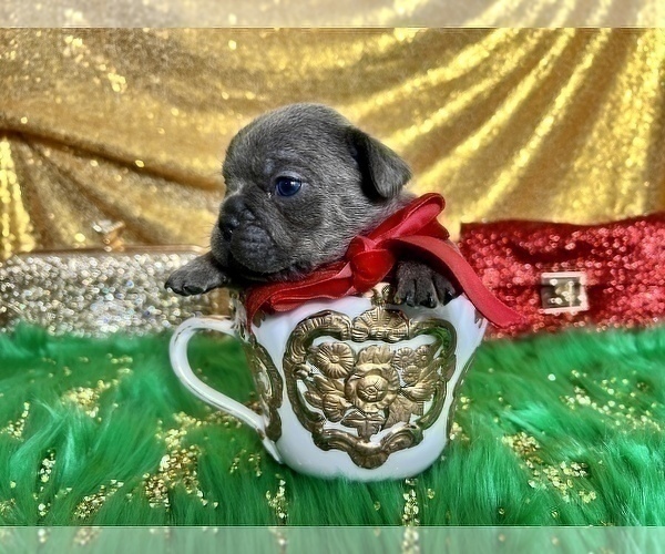 Medium Photo #68 French Bulldog Puppy For Sale in HAYWARD, CA, USA