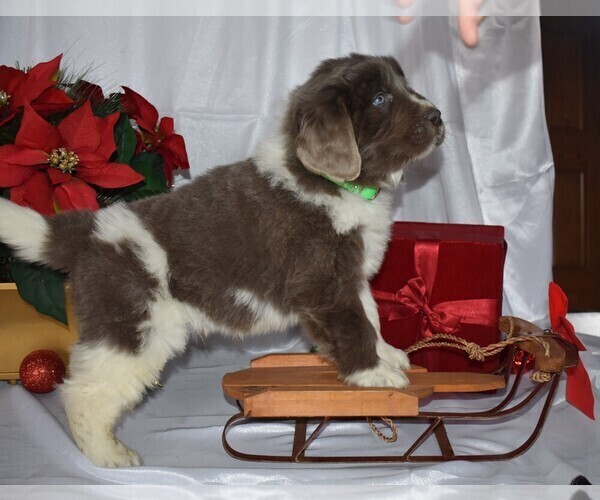 Medium Photo #2 Newfoundland Puppy For Sale in MILLERSBURG, OH, USA