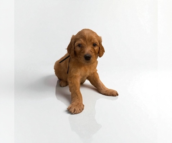 Medium Photo #4 Goldendoodle Puppy For Sale in FAIR OAKS, CA, USA