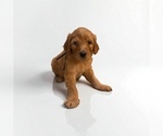 Small #3 Goldendoodle