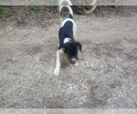 Small #27 German Shorthaired Pointer