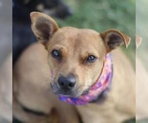 Chihuahua-Unknown Mix Dogs for adoption in San Antonio, TX, USA