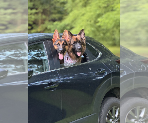 Medium Photo #58 German Shepherd Dog Puppy For Sale in LA FAYETTE, NY, USA