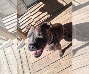 Athena the Pittie - Female American Pit Bull Terrier-Unknown Mix Dog for Adoption - Photo #2