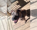 Small #1 American Pit Bull Terrier Mix