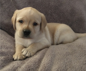 Labrador Retriever Puppy for sale in CALIENTE, CA, USA