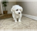Small #3 Maltese