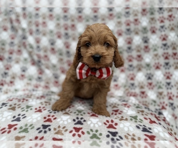 Medium Photo #3 Cock-A-Poo Puppy For Sale in LAKELAND, FL, USA