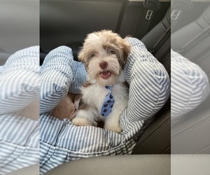 Havanese Puppy for sale in PONTE VEDRA, FL, USA