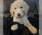 Puppy Winnie Goldendoodle