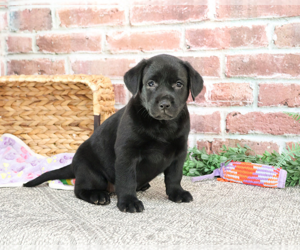 Medium Photo #23 Labrador Retriever Puppy For Sale in SYRACUSE, IN, USA