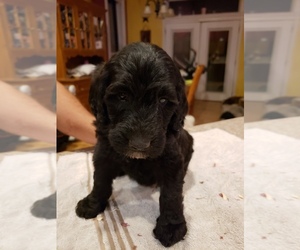 Double Doodle Puppy for sale in BOWMONT, ID, USA