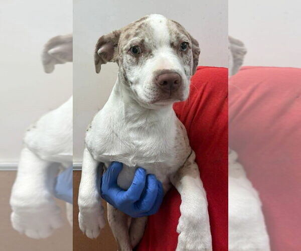 Medium Photo #12 Catahoula Leopard Dog-Labrador Retriever Mix Puppy For Sale in New York, NY, USA