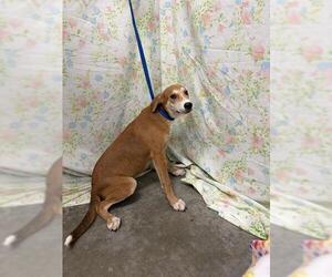Labrador Retriever-Unknown Mix Dogs for adoption in Rosenberg, TX, USA