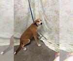 DOUGHBOY - Male Labrador Retriever-Unknown Mix Dog for Adoption - Small photo