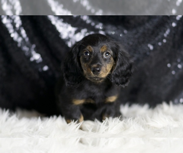 Medium Photo #102 Dachshund Puppy For Sale in WARSAW, IN, USA